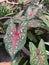 Caladium or Elephant ear or Angel wings.