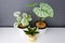 caladium,elephant ear, colocasia esculenta, and green leaves heart shape on pot isolated on white background