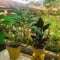 caladium flower plants