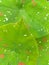 Caladium flower texture