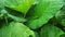 Caladium green leaf