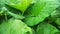 Caladium green leaf