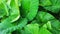 Caladium green leaf in garden top side