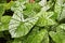 Caladium green leaf texture background