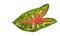 Caladium leaf