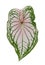 Caladium leaf