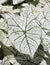 Caladium Leaf