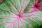 Caladium leaf detail