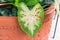 Caladium leaf green with pink veins