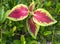 Caladium Leaves