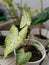 Caladium leaves are very bright green, soothing the eyes