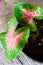 Caladium Pink Love Plant