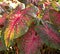 Caladium Plant