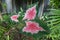 Caladium Plant