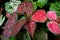 Caladium plant