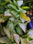 The caladium plant has white, green inverted love-shaped leaves