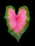 Caladium Plant, Heart Of Jesus, Heart Shape Leaf Plant, Isolated on Black Background