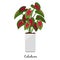 Caladium plant in pot icon