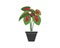 caladium plant in pot icon logo vector illustration design