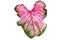 Caladium plants name Hanu Ma Nom Phlapphla. It is a highly popular and expensive ornamental plant