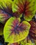Caladium plants name Lueang KradukDam. It is a highly popular and expensive ornamental plant