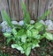 Caladium plants and sword ferns arranged by nature