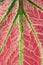 Caladium (queen of the leafy plant)