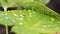 Caladium queen of the Leafy Plants