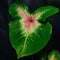 Caladium Rosebud leaf in selective focus