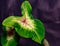 Caladium Rosebud leaf in selective focus