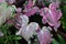 Caladium Thai Beauty decorative leafy plant