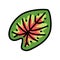caladium tropical leaf color icon vector illustration