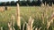 Calamagrostis acutiflora on the background of twisted haystacks. The camera moves from right to left. The concept of agriculture