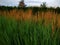 Calamagrostis acutiformis Karl Foerster - ornamental grass