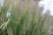 Calamagrostis brachytricha ornamental grass in garden. Korean feather reed grass.