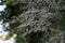 Calamagrostis brachytricha steud flowers. Poaceae perennial plants.