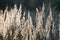 Calamagrostis epigejos bushgrass