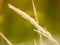 Calamagrostis epigejos, commonly known as wood small-reed, is a resilient and gracefu