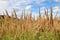 Calamagrostis epigejos grows in the wild