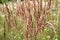 Calamagrostis epigejos grows in the wild