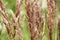 Calamagrostis epigejos grows in the wild