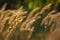 Calamagrostis epigejos (L.) Roth, Plants wood small-reed or shrubby Wild grass meadow ornamental Karl Foerster