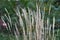 Calamagrostis epigejos - perennial steppe cereal plant in landscape design