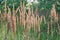 Calamagrostis epigejos, wood small-reed, bushgrass grass inflorescence