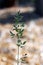 Calamagrostis pickeringii gray, reed grass