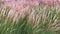 Calamagrostis reed grass green and pink natural background