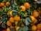 Calamansi, calamondin or Philippine lime, a hybrid between kumquat and mandarin orange. Small trees with fruit for home