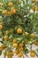 Calamansi, Citrus microcarpa, Citrofortunella mitis, Philippine lime. Citrus hybrid between kumquat and mandarin orange.