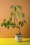 Calamondin bush fruitless on a brown background