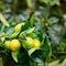 Calamondin, or citrofortunella, is an ornamental citrus plant that blooms profusely and bears fruit, and grows well at home